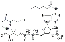 HEXANOYL COENZYME A, [N-HEXANOYL 1-14C] Struktur