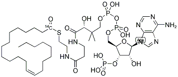 ERUCYL COENZYME A [ERUCYL 1-14C] Struktur