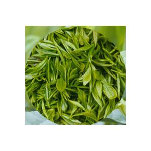 供應(yīng)綠茶提取物