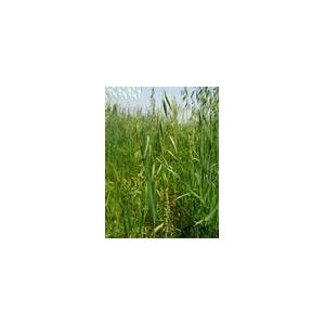 Avena sativa Extract