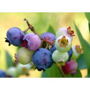 Blueberry extract powder