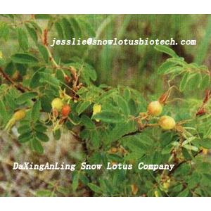 Rose hip extract powder