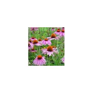 Echinacea purpurea extract (monica at seaweedbiochem dot com)