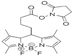 BODIPY 493/503 –Osu