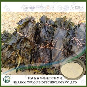 China Brown Seaweed Extract Fucoidan 95%, 85%/konbu fukoidan powder/kelp extract