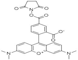 5-羧基四甲基羅丹明琥珀酰亞胺酯