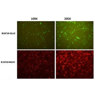 B16-F10-GFP/mCherry-luc黑色素瘤穩(wěn)轉細胞株