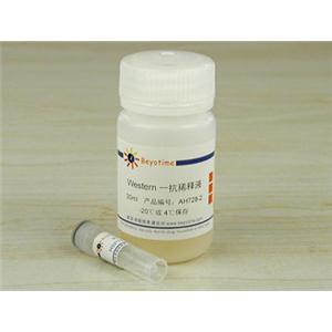 HSP70抗體