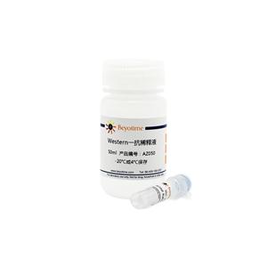MLKL RABBIT MONOCLONAL ANTIBODY