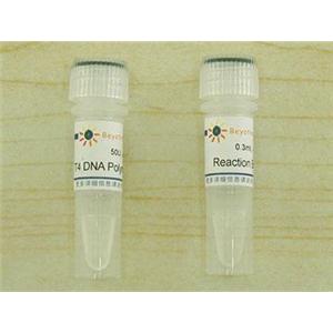 T4 DNA Polymerase