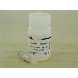 NF-κB p65抗體(兔多抗)