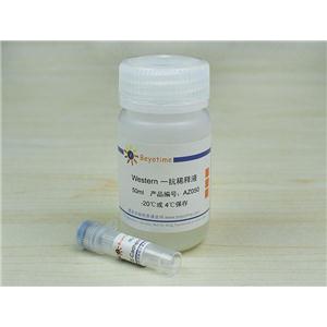 E-Cadherin Mouse Monoclonal Antibody