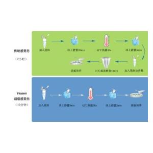 EHA105感受態(tài)細(xì)胞