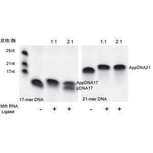 5’DNA 腺苷化試劑盒