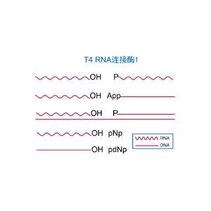 T4 RNA 連接酶1