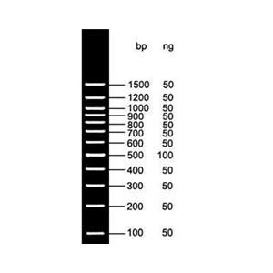 100bp DNA Ladder