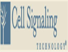 CD44 Antibody