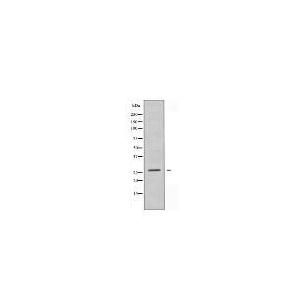 BCA3 Antibody