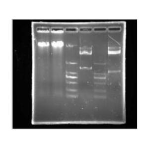 Agarose Gel Loading Buffer-Glycerol/Single Red（甘油型單紅色DNA上樣液），6×