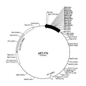 pET-17b 載體