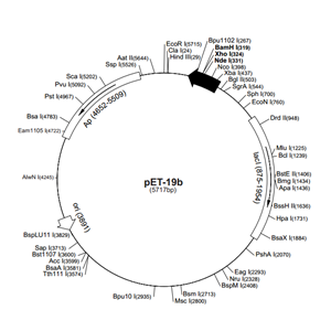 pET-19b 載體