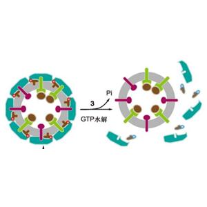 酪氨酸酶抑制劑(Sunitinib)