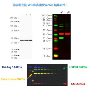 Dylight 800山羊抗小鼠IgG熒光二抗