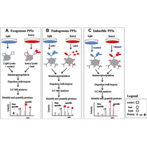 SILAC與免疫共沉淀質譜聯(lián)用的蛋白互作分析服務
