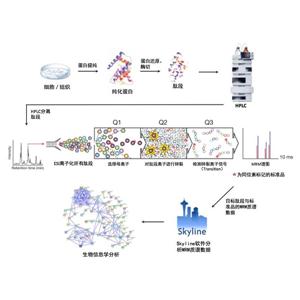 MRM/PRM定量蛋白組學分析_靶向代謝組學分析