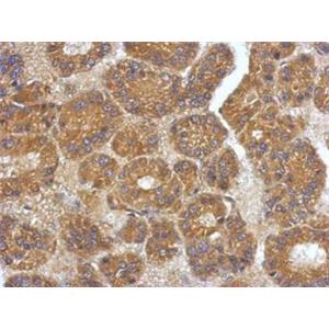 Anti-VEGF-C Polyclonal Antibody