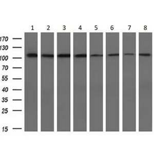 ANTI-ALPHA-ACTININ