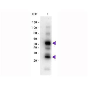 辣根過(guò)氧化物酶標(biāo)記羊抗人IGG