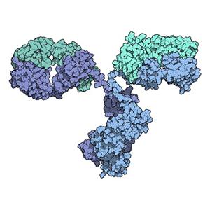 山羊抗小鼠IgG(H&L)HRP標(biāo)記抗體