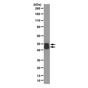 Anti-NeuN (), clone 27-4