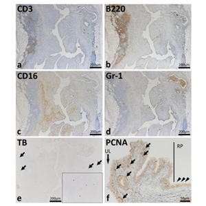 ANTI-RAT CD3, FITC