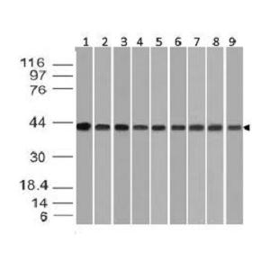 BETA ACTIN抗體