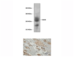 BAX(小鼠來源抗體)