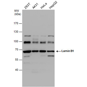 ANTI-LAMIN B1抗體