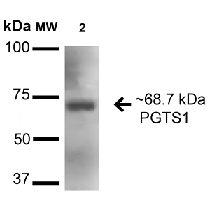 Anti-Cyclooxygenase 1抗體