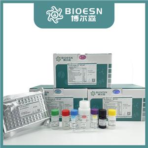 Human細胞周期素B(CCNB) ELISA Kit