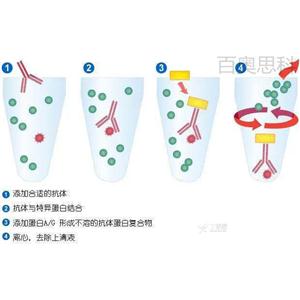 4種常見的蛋白質(zhì)互作技術(shù)