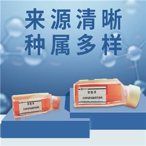 293 [HEK-293]（人胚腎細胞）BES-20001CL