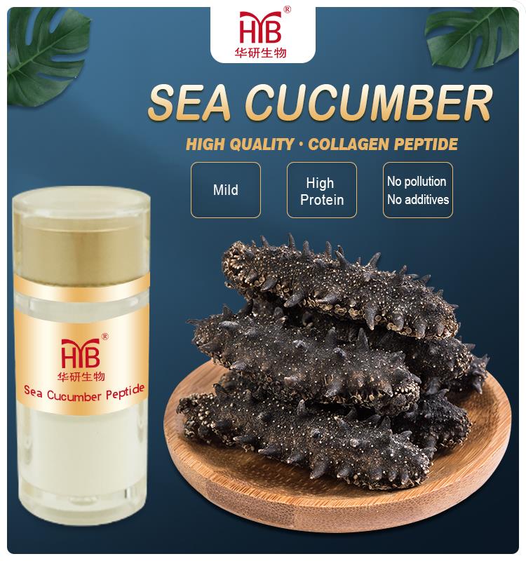 sea cucumber collagen 6.jpg