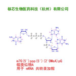 帽類似物A