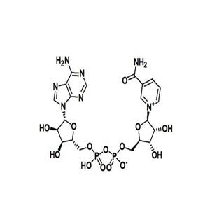 β-煙酰胺腺嘌呤二核苷酸