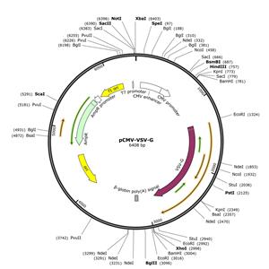 慢病毒包裝質(zhì)粒 pCMV-VSV-G 江苑生物