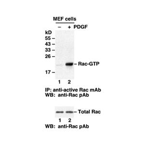 Rac-GTP 小鼠單抗，能識別活性GTP酶的抗體