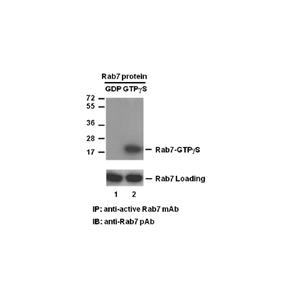 Rab7-GTP 小鼠單抗