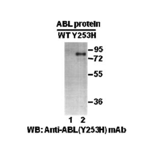 ABL(Y253H) 小鼠單抗