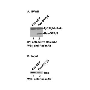 Ras-GTP 小鼠單抗